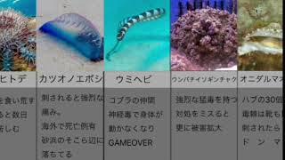 【猛毒】海の身近な危険生物達