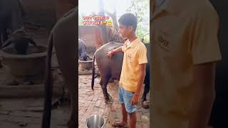 #viralvideo#funny#comedy#हमारी    भैंसिया का सर्वर डाउन है तो तुम कल आना 😅😁🤣