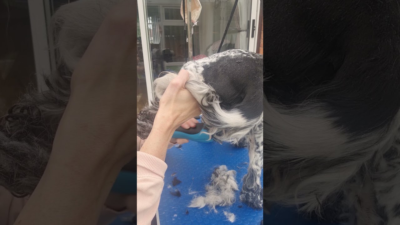 Full Groom on a Cocker Spaniel short summer cut