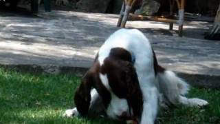 para el calorcito by Sheep0rh 155 views 13 years ago 1 minute, 50 seconds