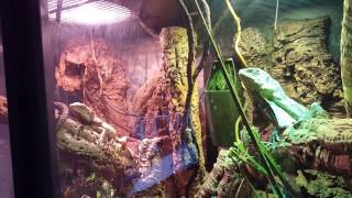 Frilled dragon care