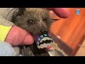 Baby bat first days in care:  Convolvulus Crash, Mary Poppins &amp; Maggie