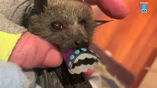 Baby bat first days in care:  Convolvulus Crash, Mary Poppins & Maggie
