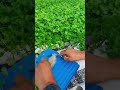 Harvesting The Best Cilantro 
