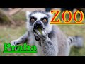 Прогулка в ZOO PRAHA