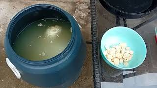 картинка: Добавяне на консервант. Как се прави кисело зеле в бидон-моята рецепта - част 2