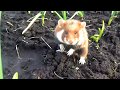 Дикий хомяк 2016 05 07