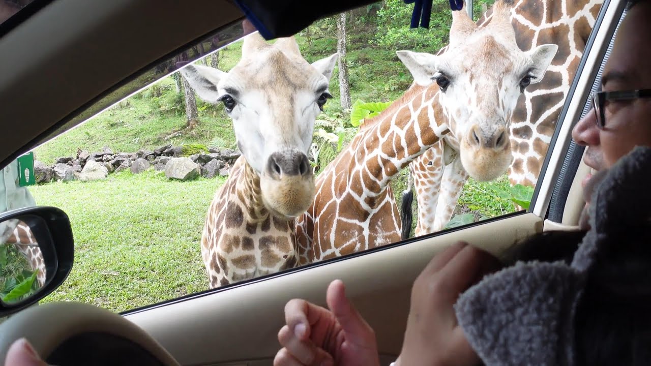 Java National Animal East Java Animal Safari Park Zoo - YouTube