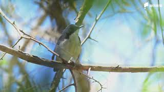 夏鳥コルリ　富士宮市内に飛来