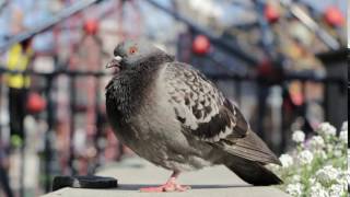 Pigeon Impossible