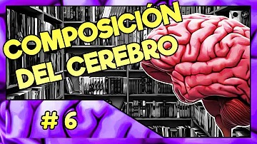 ¿De qué está hecho su cerebro?