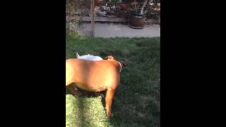 The Krews & Milk-Bone® Brushing Chews™