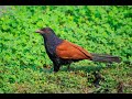 BEAUTIFUL SOUTHERN COUCAL GREATER COUCAL CROW PHEASANT