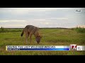 Group seeks to save the last of NC red wolves Mp3 Song