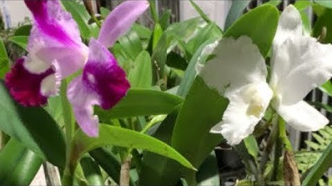 LH : 0878.530.333 Thanh Tú Bảo Lộc lbb chào cả nhà  sưu tầm Lan