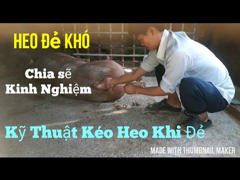 Video: Khó đẻ ở Lợn Guinea