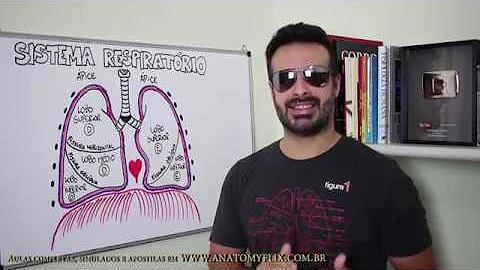 Qual a anatomia do pulmão?