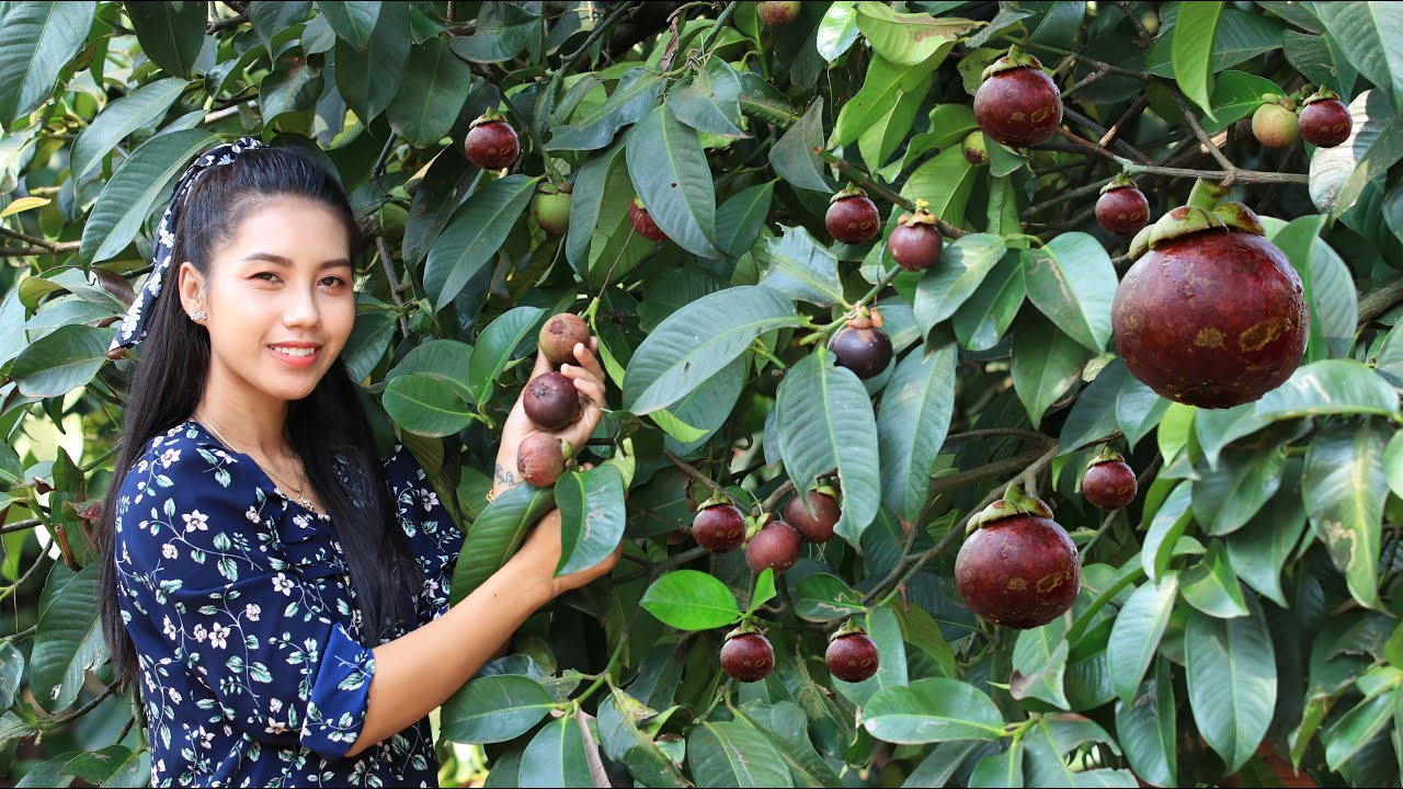 Mangosteen in my homeland - YouTube