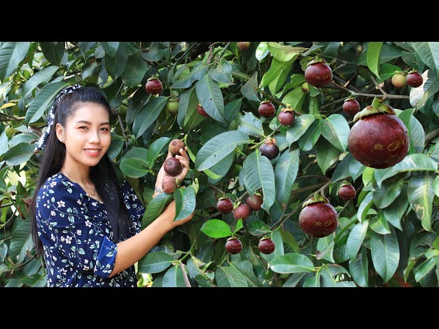 Harvest Mangosteen fruit in my homeland class=