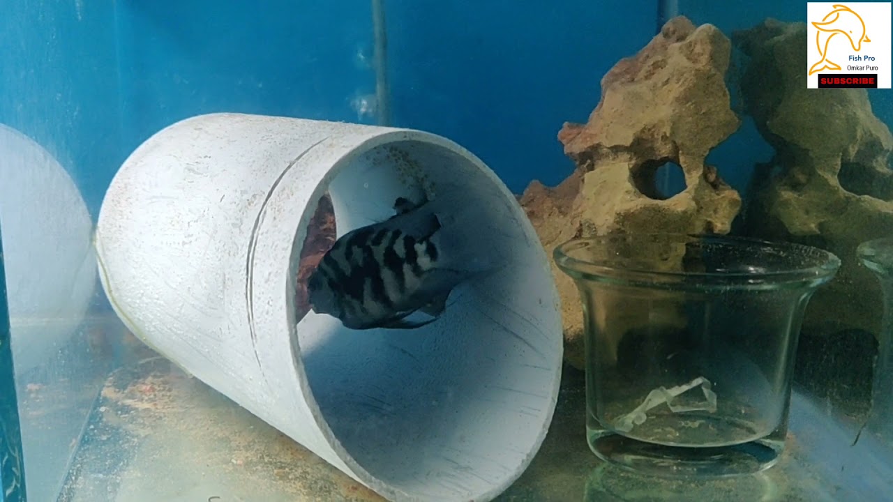 Blue Polar Parrot's Breeding 
