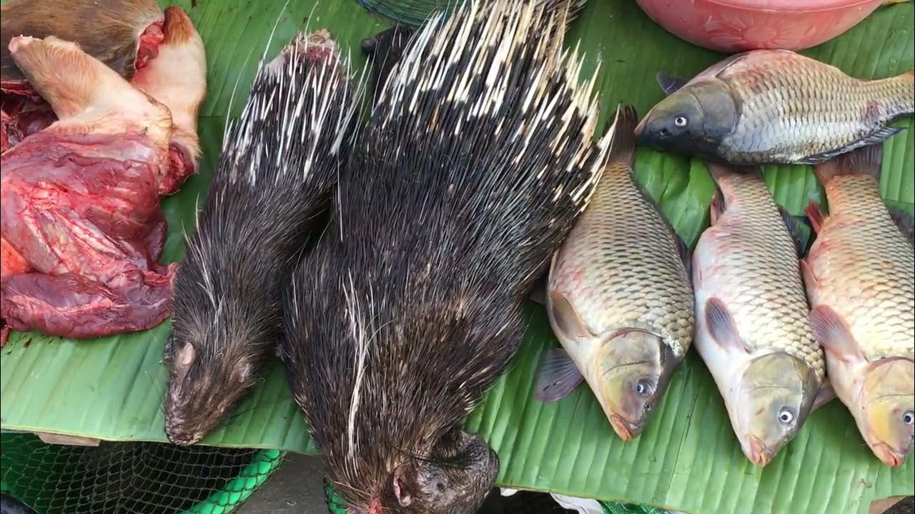 Bush Meat In Myanmar Golden bush-meat-in-myanmar-golden