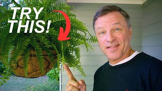 Secret to Perfect Ferns Revealed!