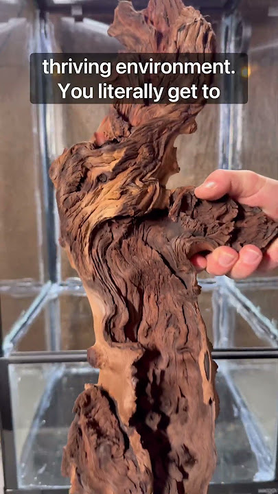 Download lagu There’s Many Reasons! #fyp #youtubeshorts #terrariums