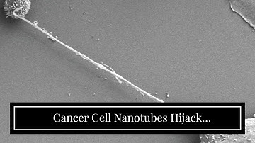 Cancer Cell Nanotubes Hijack Mitochondria from Immune Sentinels