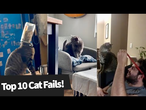 Top 10 Cat Fails! These Cats Will Make you Laugh!?