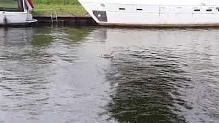 Water and an aquatic bird (video)