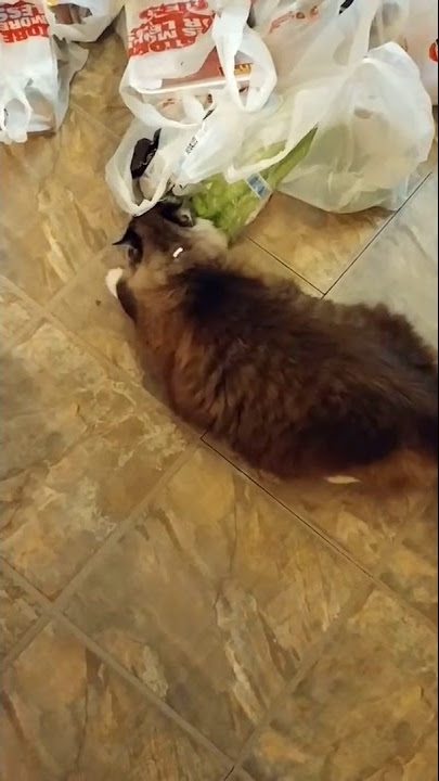 Cat Addicted to Celery