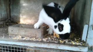 Lapin papillon