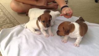 Jack Russell Puppies  4 weeks old