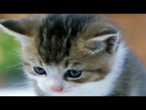 إﭑلعنإﭑد ش غ لهۂ مقدسهۂ بحيإﭑتي م إﭑحب إﭑڪون إﭑنسإﭑنةه تسمع إﭑلڪلام للأسف