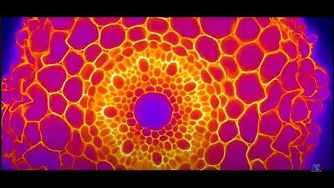 School of Biomedical Sciences 2021