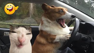 Animals Fail Off Funniest🐕🐈5#Cutest Cats and Dogs🐱🐶New Funny Videos 2024.