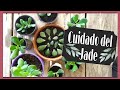 🌿 Reproducir árbol del JADE ( trasplantar jade )