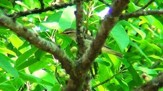 Arctic Warbler busy hunting for food.
