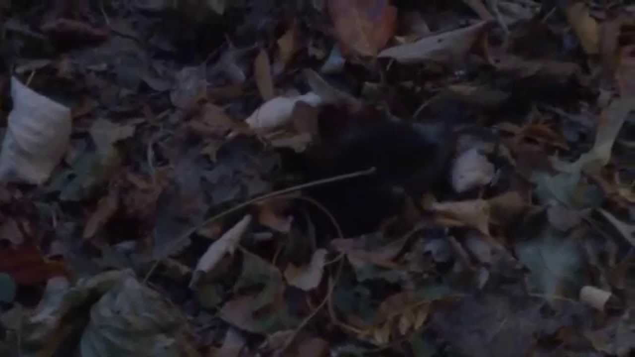 Kret europejski (Talpa europaea)