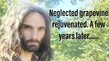 Restoring a neglected grapevine. A few years later!