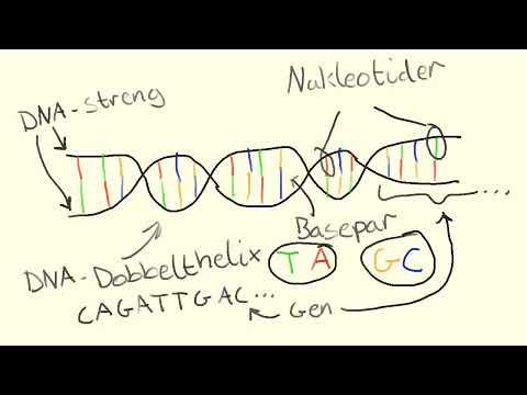 Video: Hvad er DNA-molekylet lavet af?