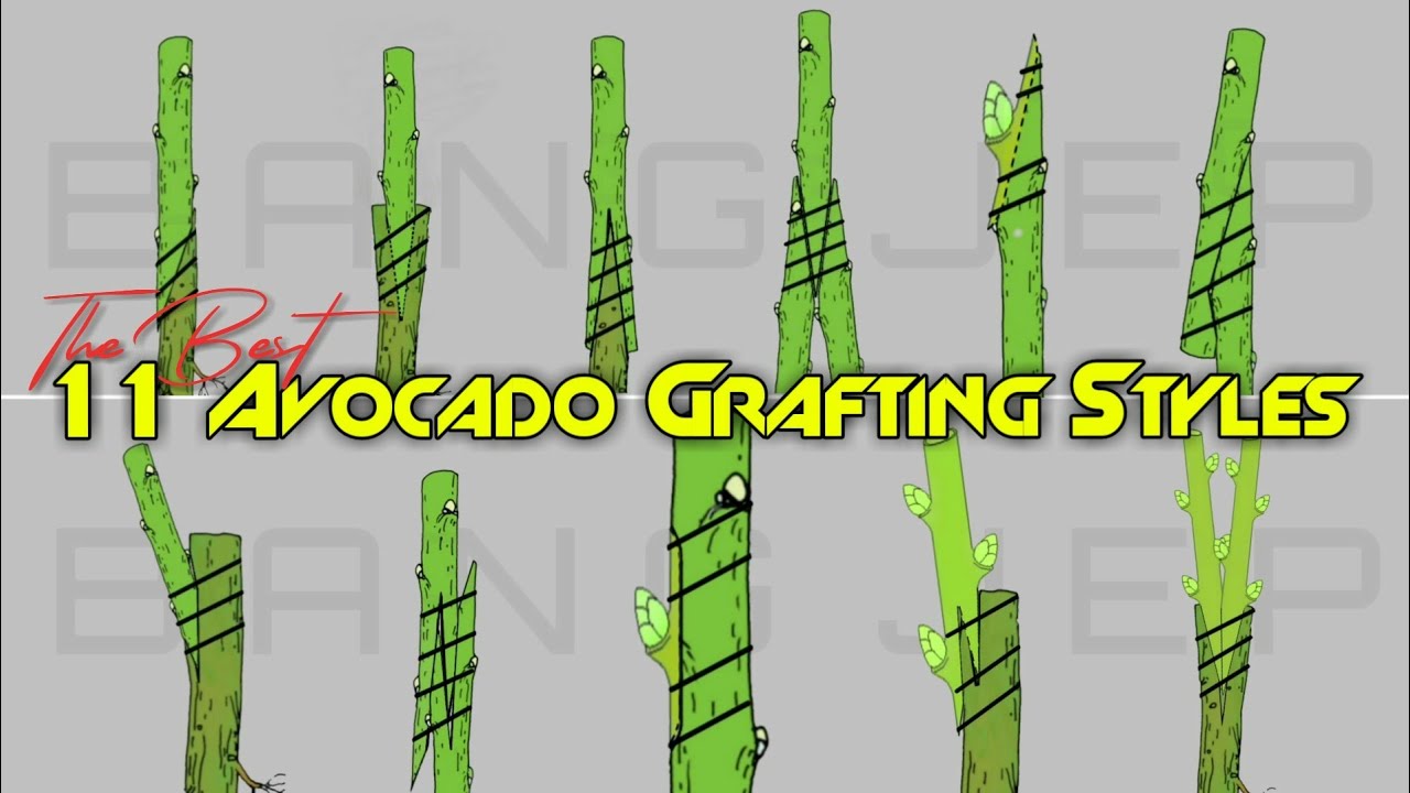 The BEST 11 Avocado Grafting Methods
