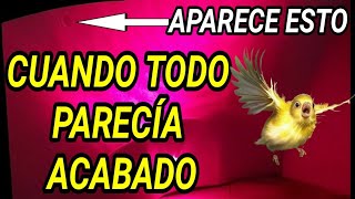 EXPERIMENTO REAL: BACTERIAS 🆚️ ACIDIFICANTES PARA PÁJAROS