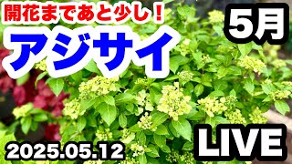 ◇【May Hydrangeas】Almost ready to bloom! - YouTube