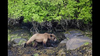 Grizzly Mother and Cub - Khutzeymateen Valley BC Canada 2023 by Vanessa Obran 944 views 3 months ago 1 minute, 51 seconds