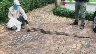 Famous Giant Burmese Python Sunning Itself In Cooler Weather Removed From Coral Gables Driveway Net Worth