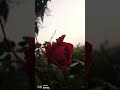 #bollywood #song#nature #happy Rose Day 🌹🎶 राह में उनसे मुलाकात हो गई ❤️💞👍# trending# #short video#
