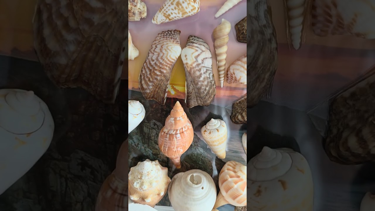 My Sea Shell collection 🥰🥰🥰