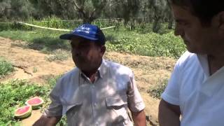 Karpuz Nasıl Yetiştirilir - Domates Kök Çürümesi - Gün Yanığı - Memecik Zeytin Kuruması