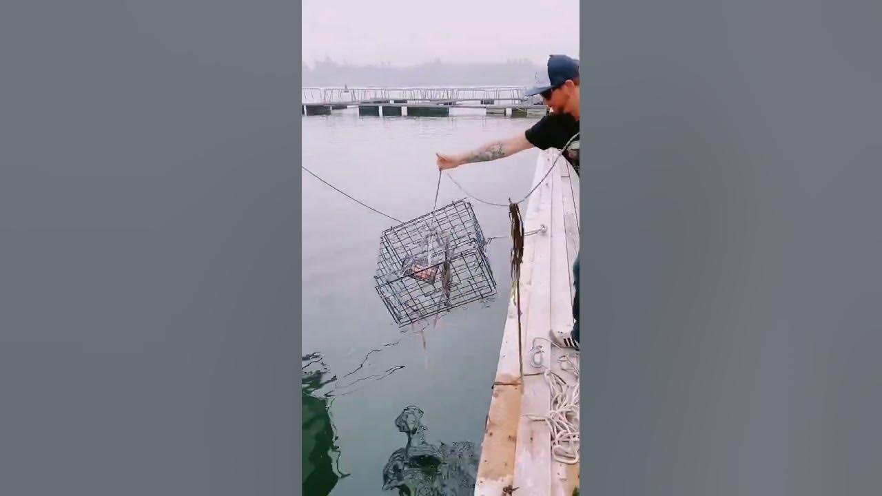 How to catch large crabs using bait!! fishingtutorial bassfishing 